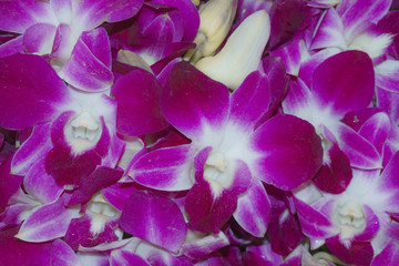 Purple Orchidaceae, Orchid flower backgrounds,textures