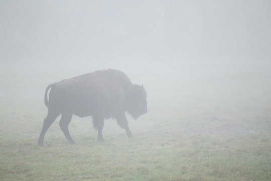 Amerikanischer B&uuml;ffel im Nebel