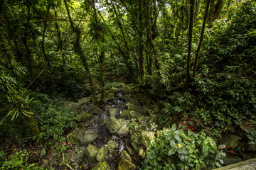 Fototapeta na wymiar Rainforest Landscape