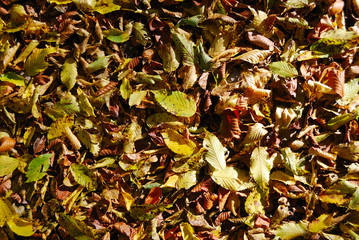 autumn leaves tumble