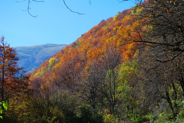 Autumn in Berkovitsa Mountain