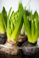Natural spring green hyacinth