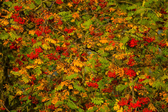 Vogelbeere, Eberesche