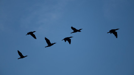 Kormorane im Staffelflug