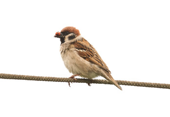 a bird a Sparrow with his beak full of insects sitting on rope on white isolated background