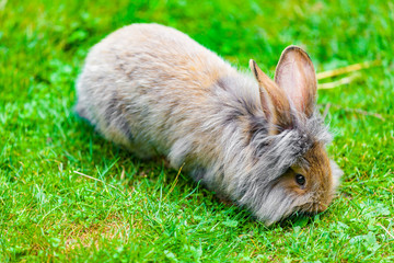 view of a hare on green medow