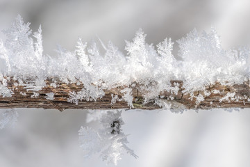 Eiskristalle vom Raureif im Winter verzieren einen Ast