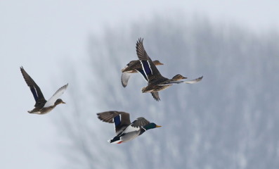 Flock of birds, Mallard Ducks in flight, Anas Platyrhynchos