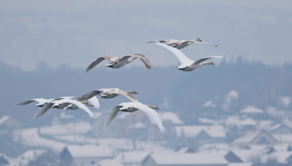 Mute Swan in flight, cygnus olor