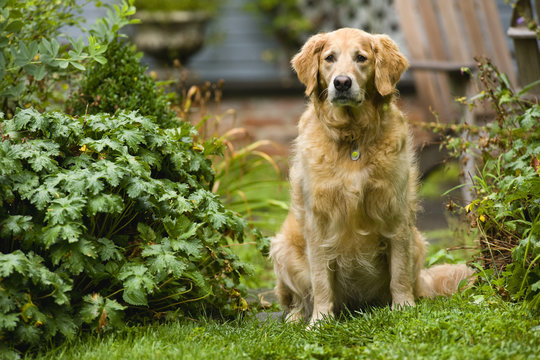 Portrait of a dog sitting in a garden surrounded by lush foliage.