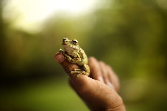 Small green frog perching on a man's thumb.