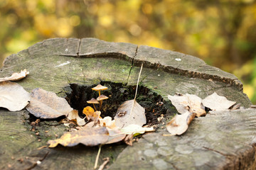 mushrooms in a forest