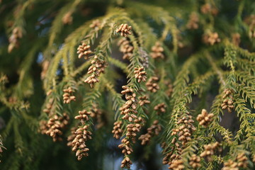 出番を待つスギ花粉