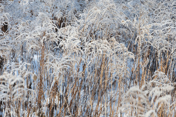 Hoarfrost