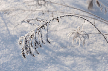 Hoarfrost
