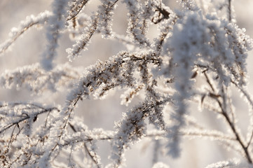 Hoarfrost