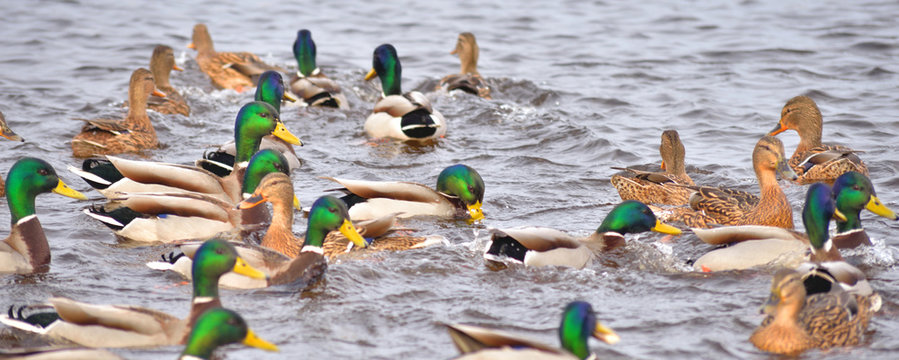 Ducks on the water.