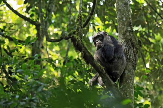 Common Chimpanzee (Pan troglodytes), in a Tree. Kibale Forest, Uganda