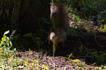 squirrel in shadow