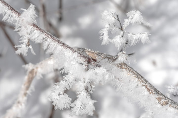 Zweige im Winter mit Raureif aus Eiskristallen