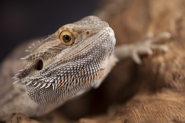 Agama bearded, pet on black background, reptile