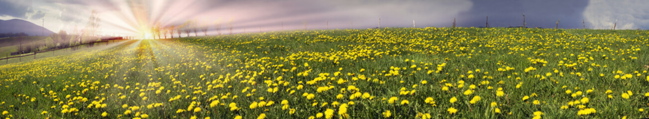 Glade Spring and summer flowers