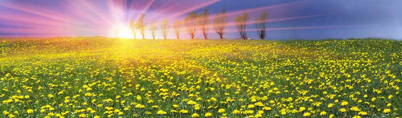 Glade Spring and summer flowers © panaramka
