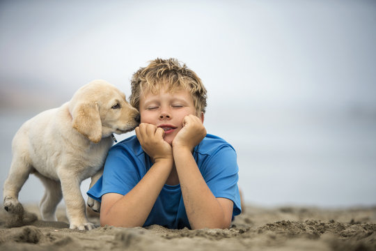 Young boy playing with golden labrador puppy at beach.