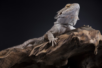 Dragon, Agama Lizard on black mirror background