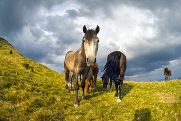 Horses on the mountain top