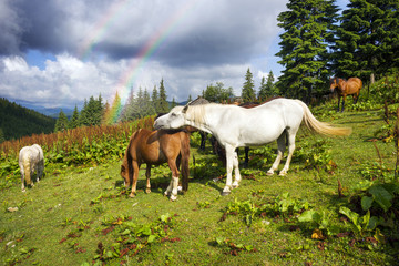 Obraz premium Carpathian mustangs in Gorgany
