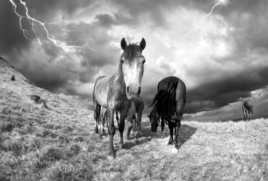 horses in the storm