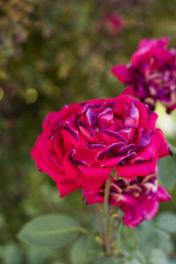 Bright Hot Pink Rose Magenta Blooming Flower Garden Nature 
