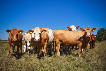 Fototapeta na wymiar Extensive Weidehaltung - Rinderformation im langen Gras