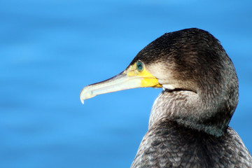 La mirada del cormoran