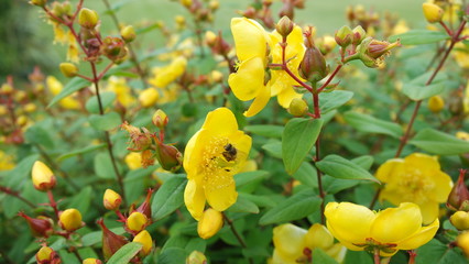 Bee in an English garden.
