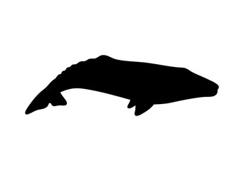 Silhouette of gray whale. Vector illustration isolated on white background.