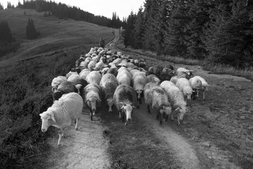 Black and white photo of sheep