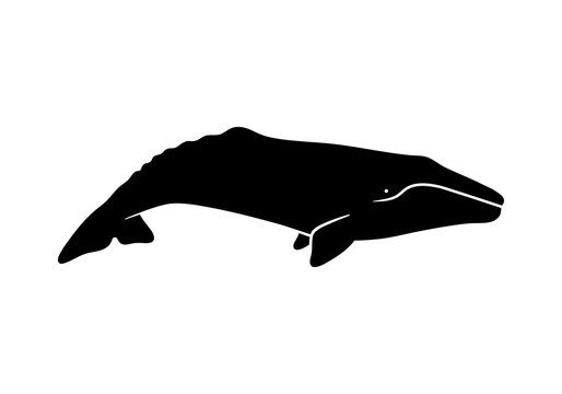 Silhouette of gray whale. Vector illustration isolated on white background.