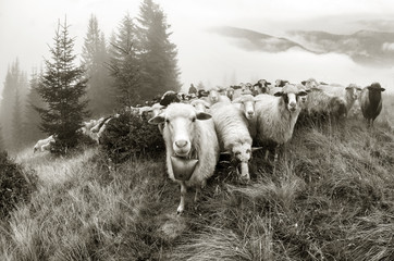 Photo noir et blanc de moutons