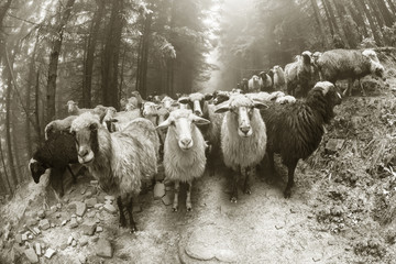 Photo noir et blanc de moutons