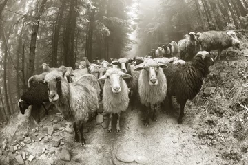 Papier Peint photo autocollant Moutons Photo noir et blanc de moutons