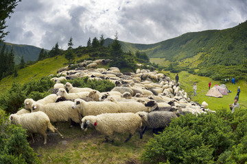 Fototapeta premium Shepherds and sheep Carpathians