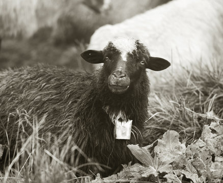 Black and white photo of sheep