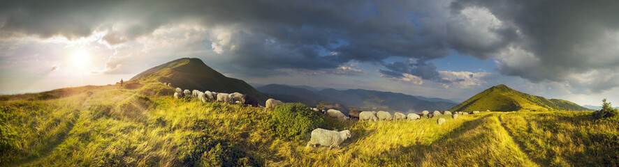 Naklejka premium Sheep on a mountain pasture