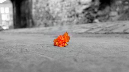 Bloom on the road.