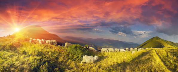 Fototapeta na wymiar Sheep on a mountain pasture