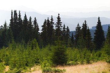 Fototapeta na wymiar Spruce forest in the Ukrainian Carpathians. Sustainable clear ecosystem