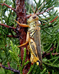 Grasshopper vs the Cedar