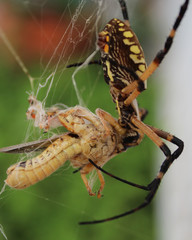 Meal time for the spider